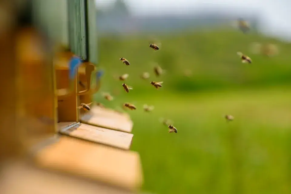 Vinohrad Jaderná elektrárna Dukovany