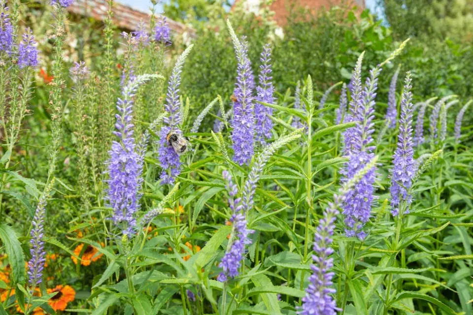 Rozrazil dlouholistý (Veronica longifolia)