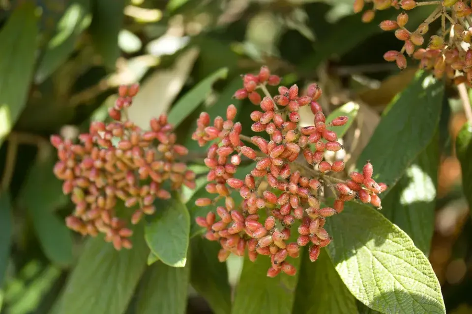 Kalina vrásčitolistá (Viburnum rhytidophyllum) 