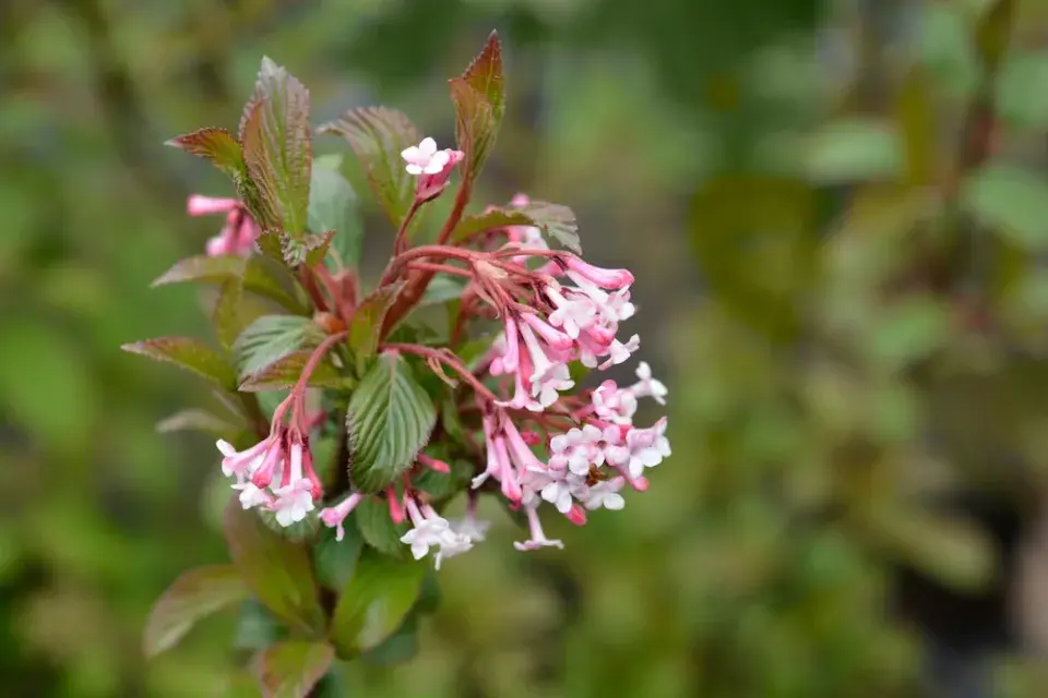 kalina bodnanská (Viburnum x bodnantense)