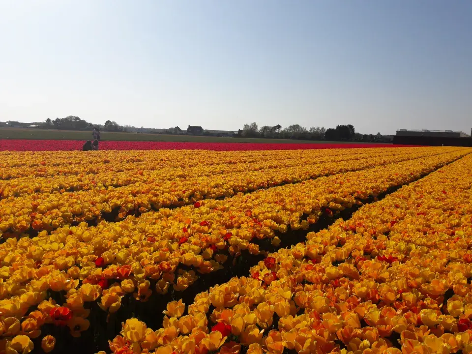 Tulipánová pole