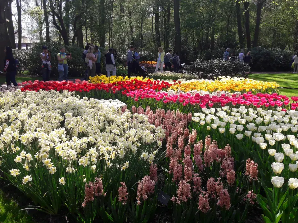 Cibuloviny v Keukenhofu