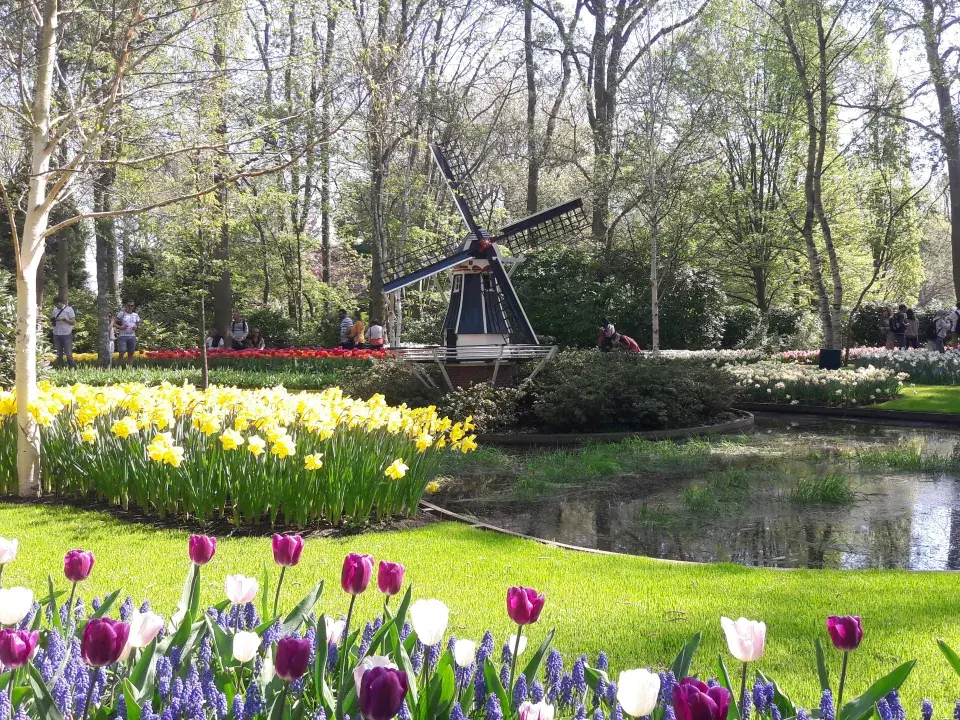 Cibuloviny v Keukenhofu