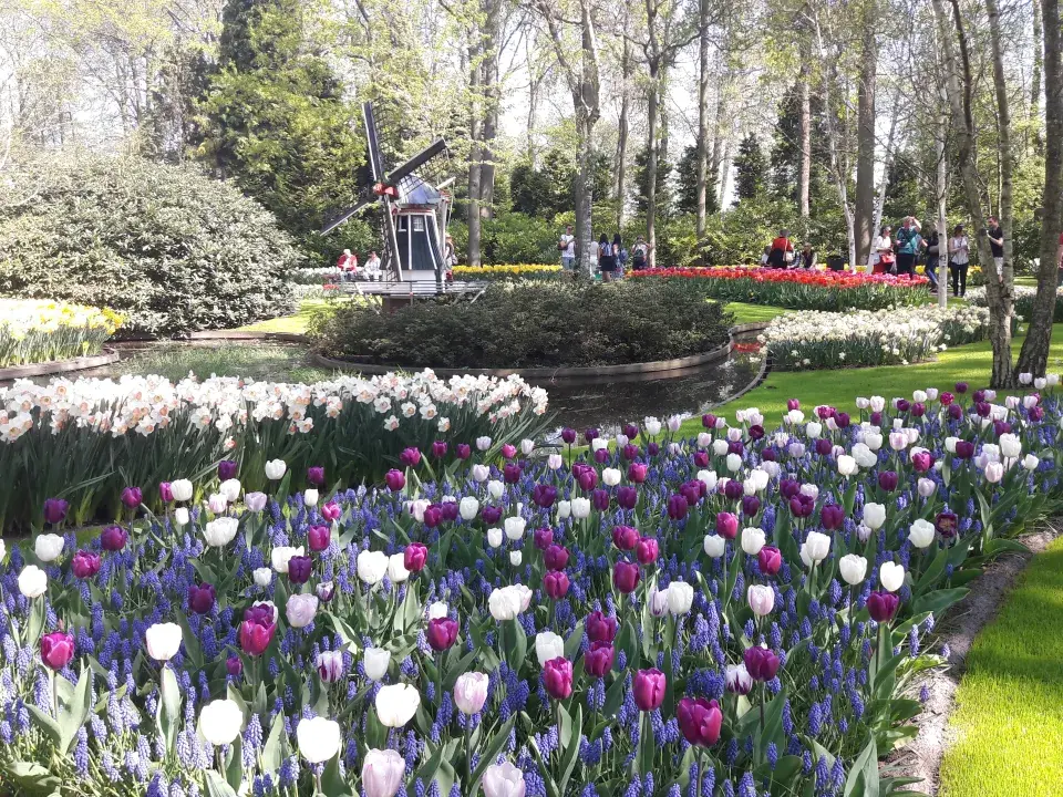 Cibuloviny v Keukenhofu