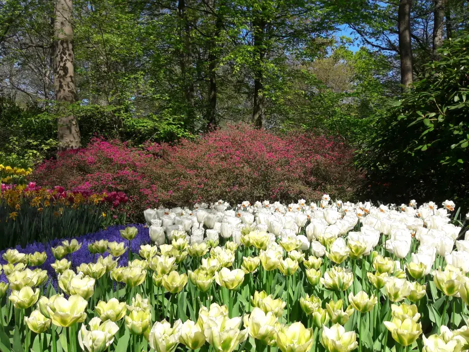 Cibuloviny v Keukenhofu