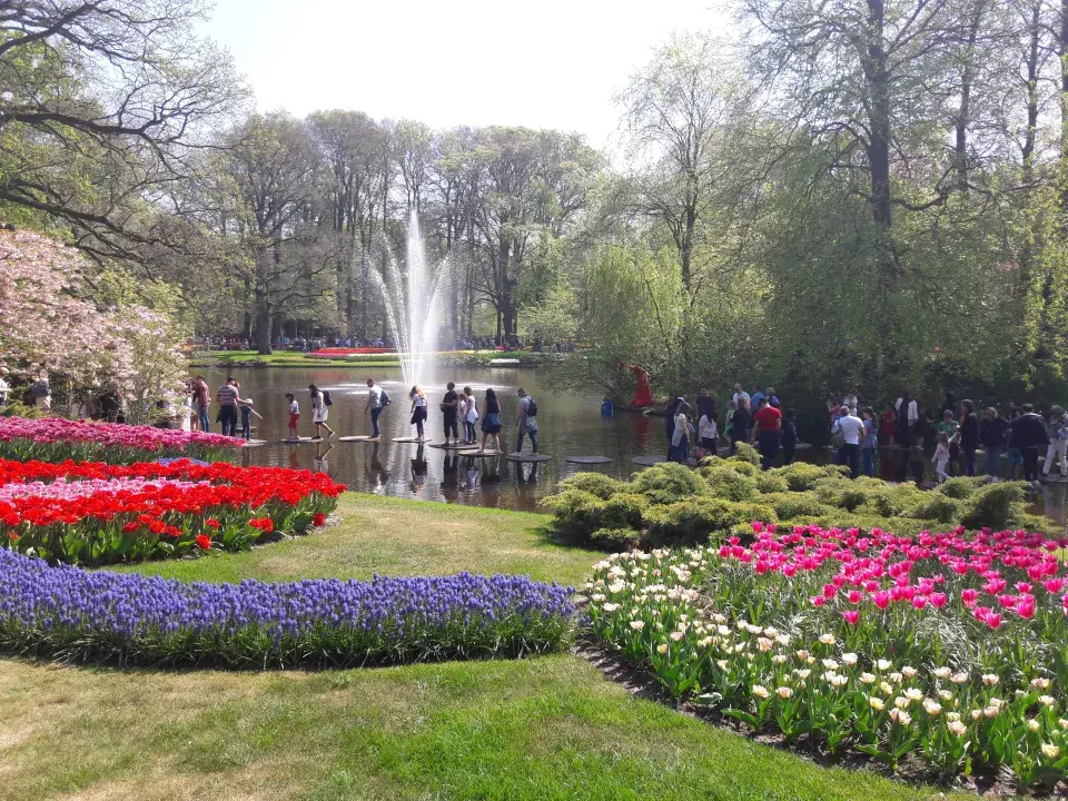 Cibuloviny v Keukenhofu