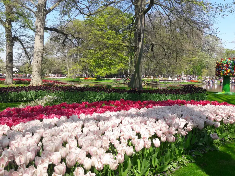 Cibuloviny v Keukenhofu