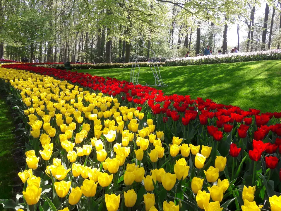 Cibuloviny v Keukenhofu