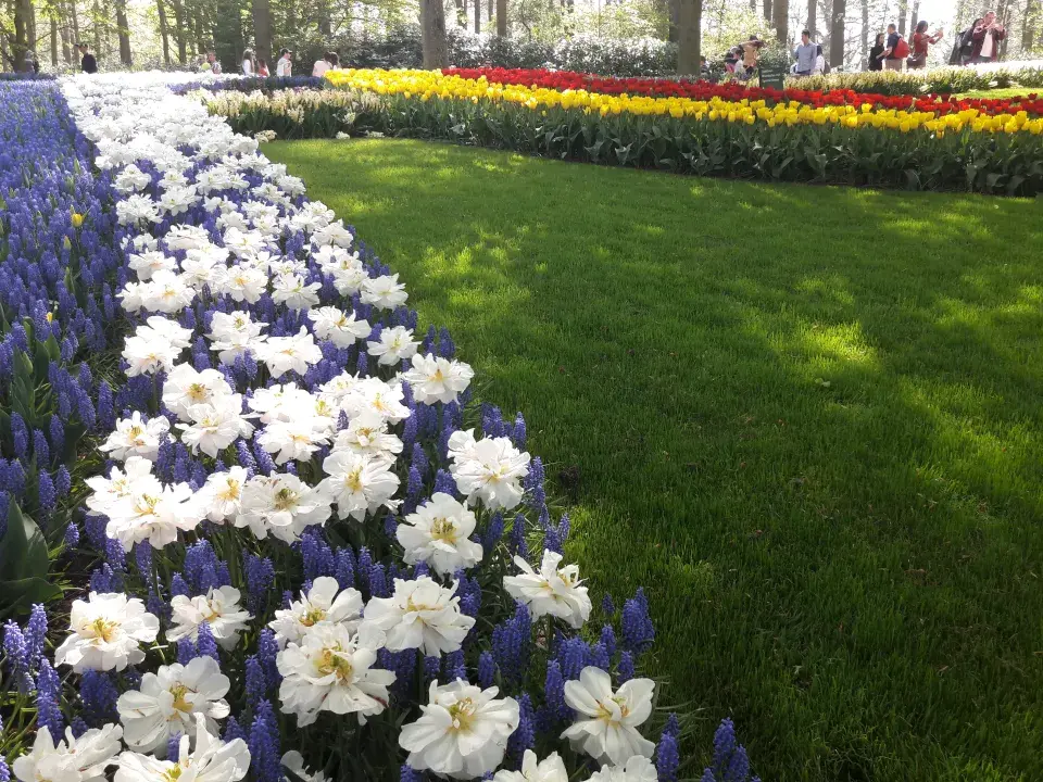 Cibuloviny v Keukenhofu