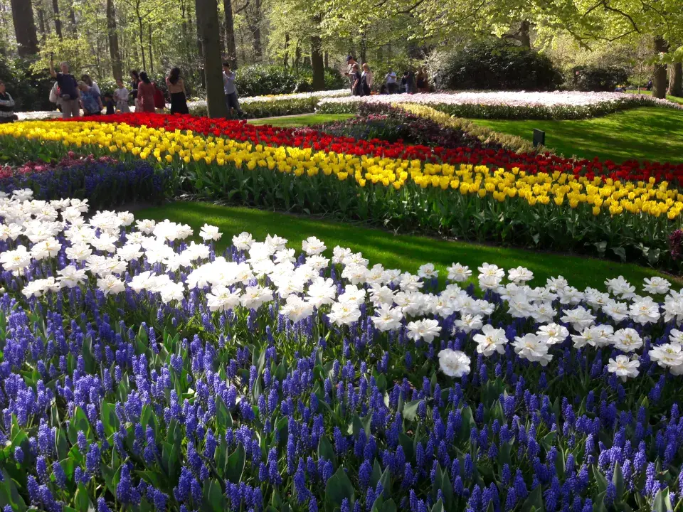 Cibuloviny v Keukenhofu