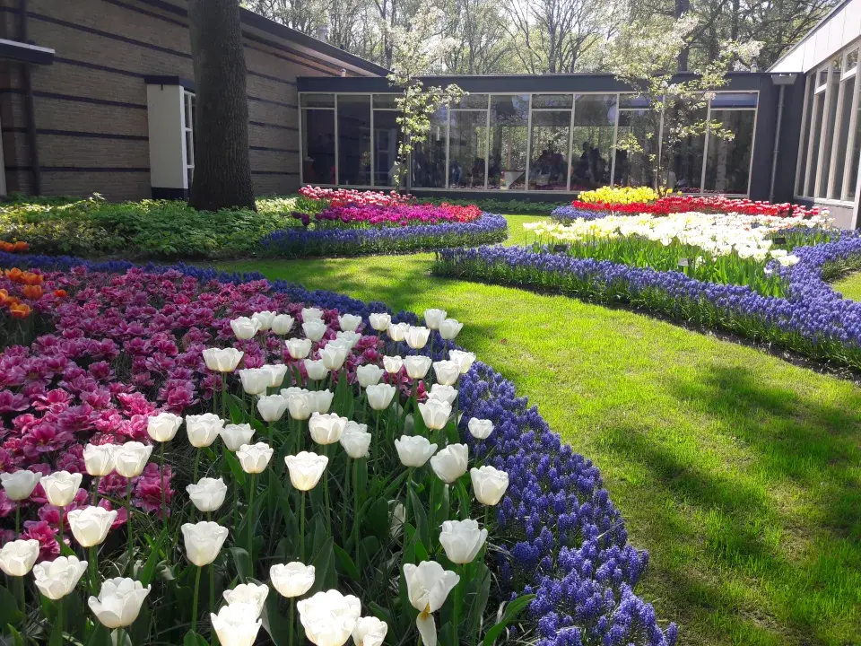 Cibuloviny v Keukenhofu