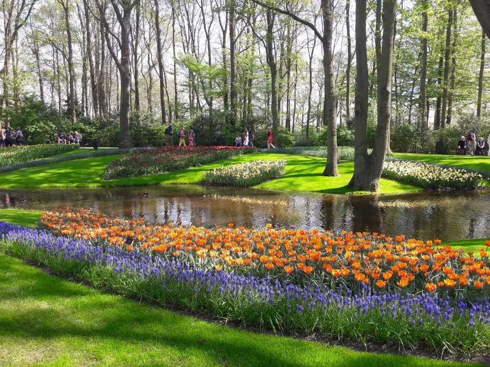 Cibuloviny v Keukenhofu