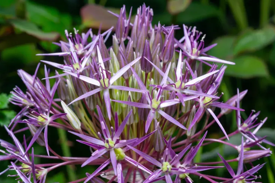 Česnek Christophův (Allium cristophii)