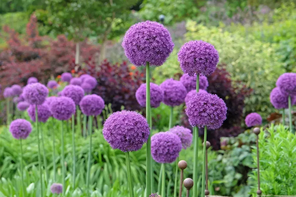 Česnek obrovský (Allium giganteum)