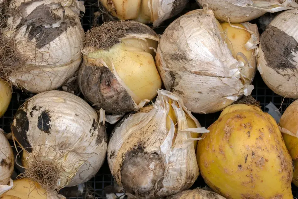 Česnek obrovský (Allium giganteum)