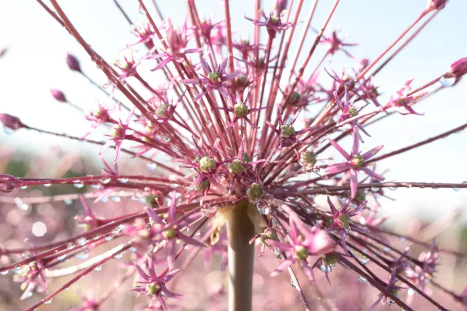 Česnek Schubertův (Allium schubertii)