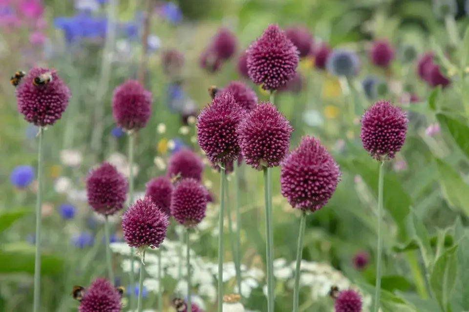 Česnek kulatohlavý (Allium sphaerocephalon)