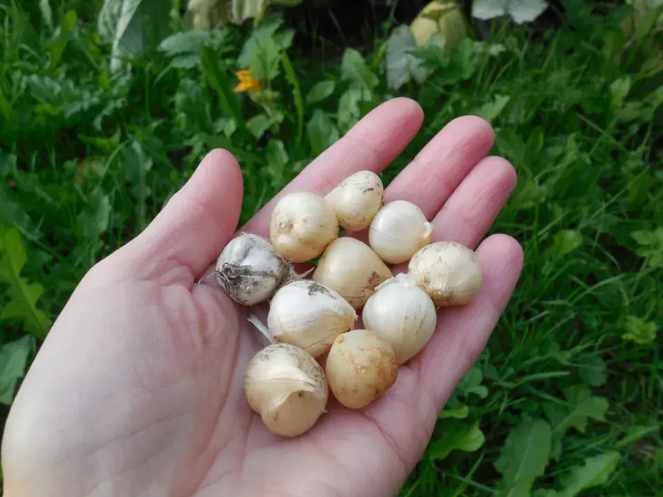 Česnek kulatohlavý (Allium sphaerocephalon)