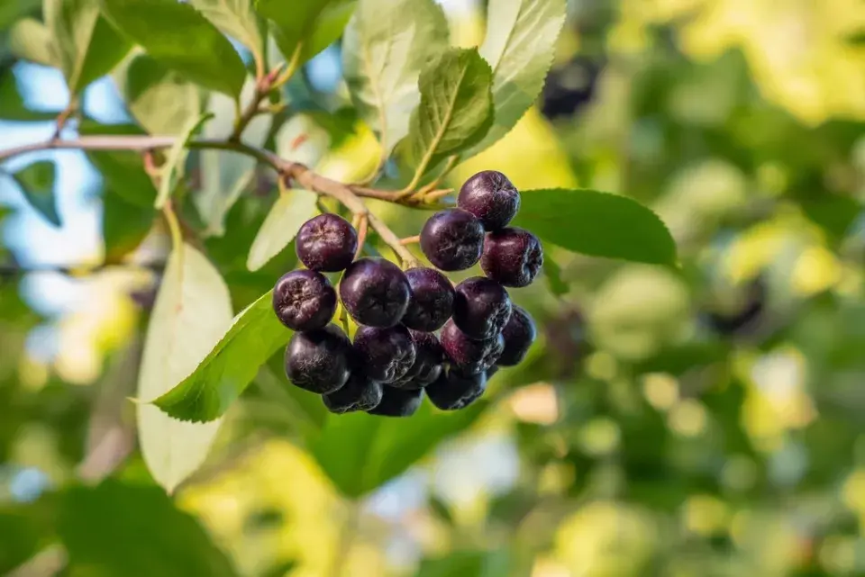 Áronie černoplodá (Aronia melanocarpa)