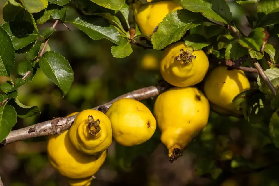 Kdoulovec japonský (Chaenomeles japonica)