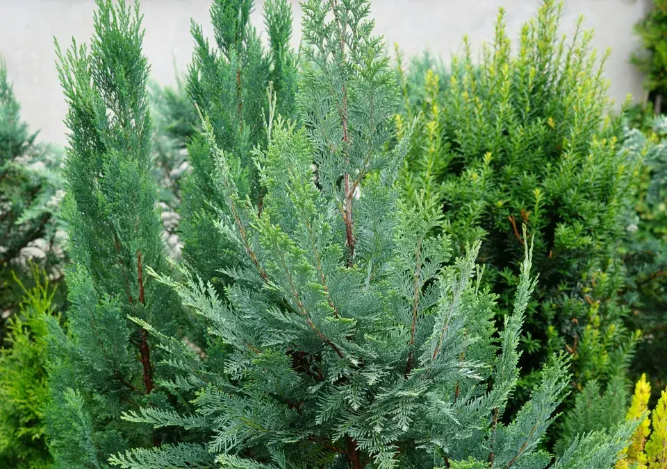 Chamaecyparis lawsoniana 'Ellwoodii'