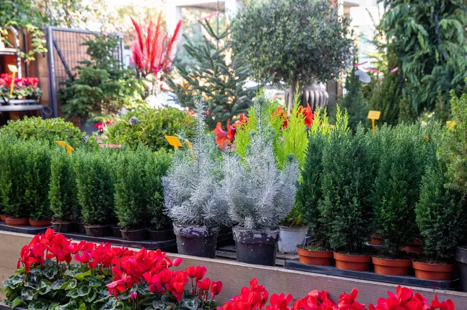 Chamaecyparis lawsoniana 'Ellwoodii'