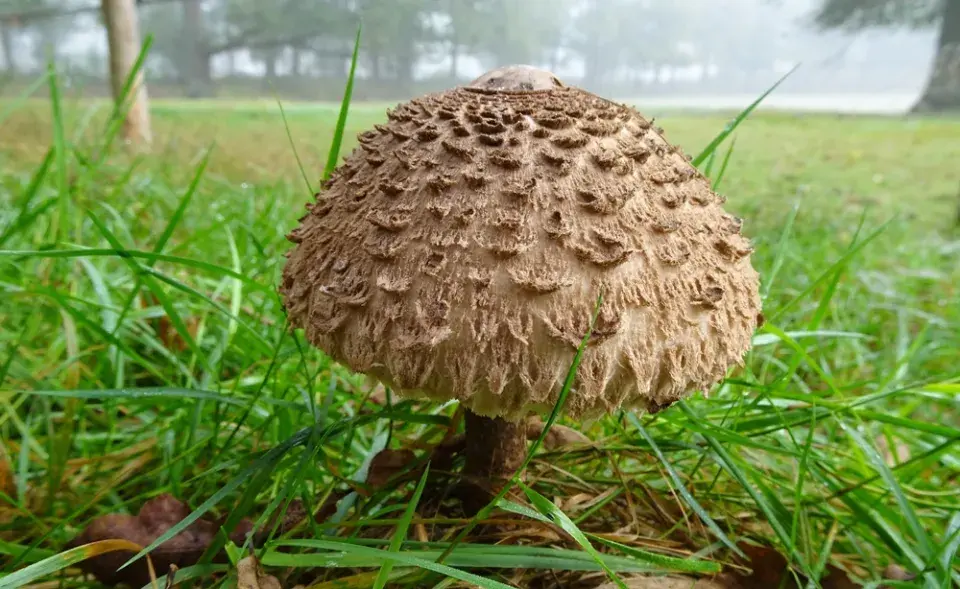 bedla šedohnědá (Chlorophyllum olivieri)
