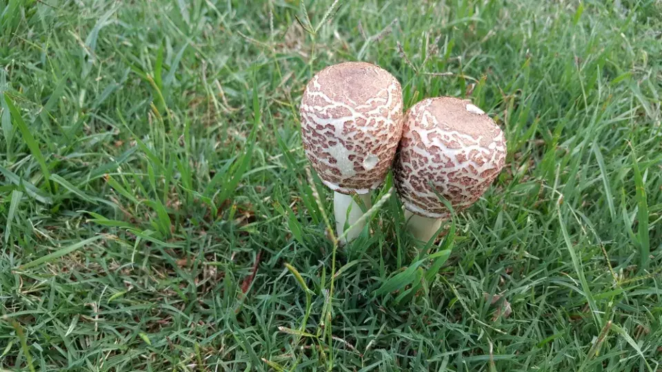bedla červenající (Chlorophyllum rachodes)