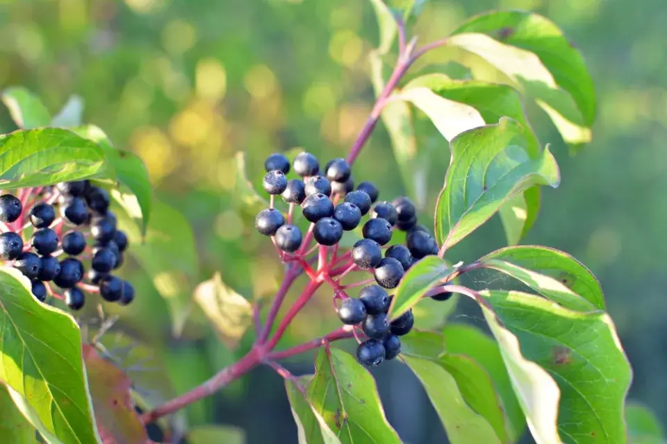 svída krvavá (Cornus sanguinea)