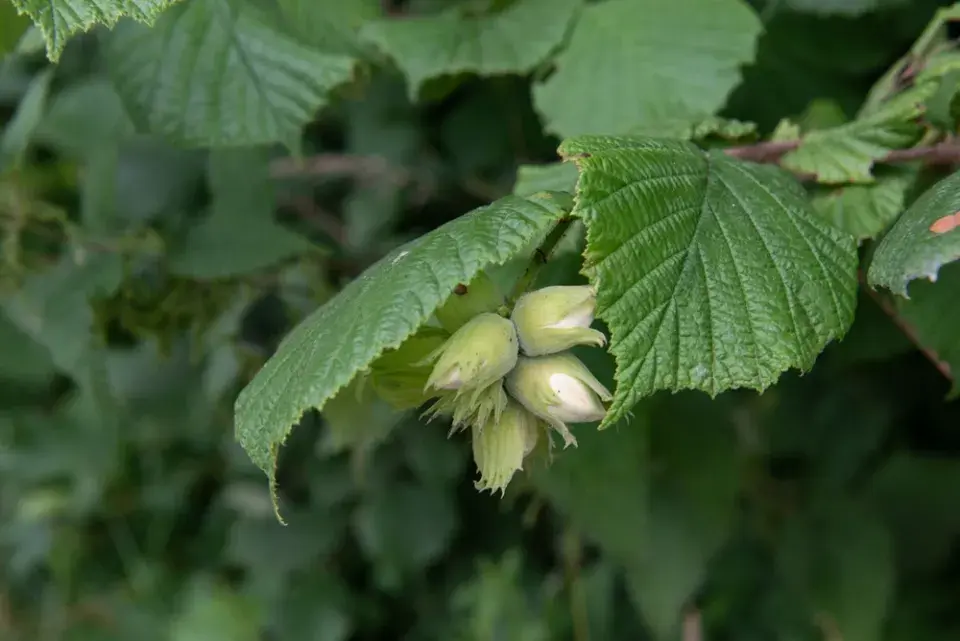 Líska obecná (Corylus avellana)