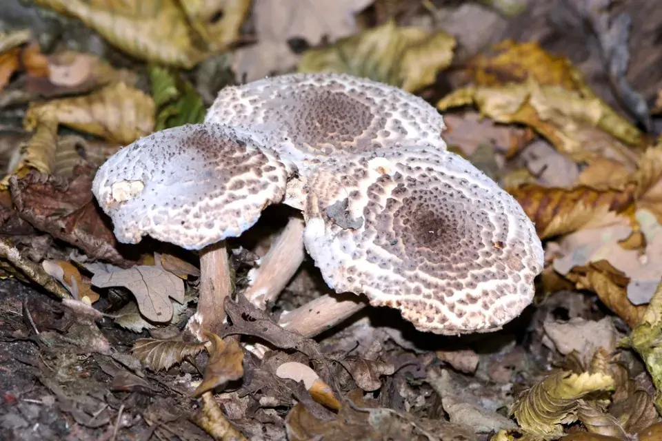 bedla ostrošupinná (Echinoderma asperum)