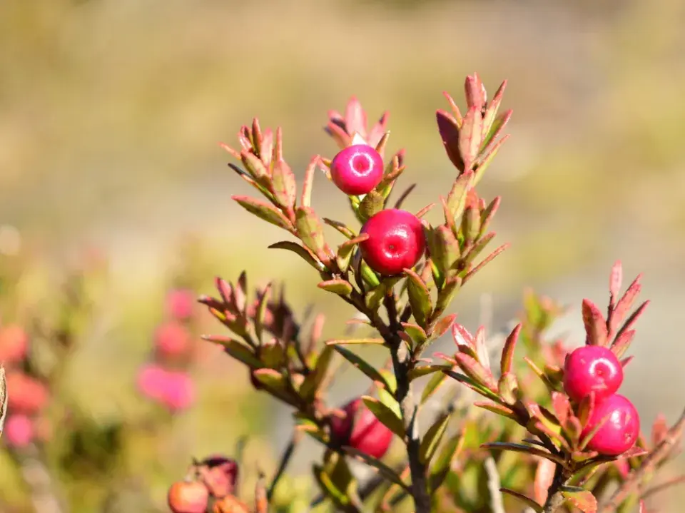 Libavka hrotitá (Gaultheria mucronata)