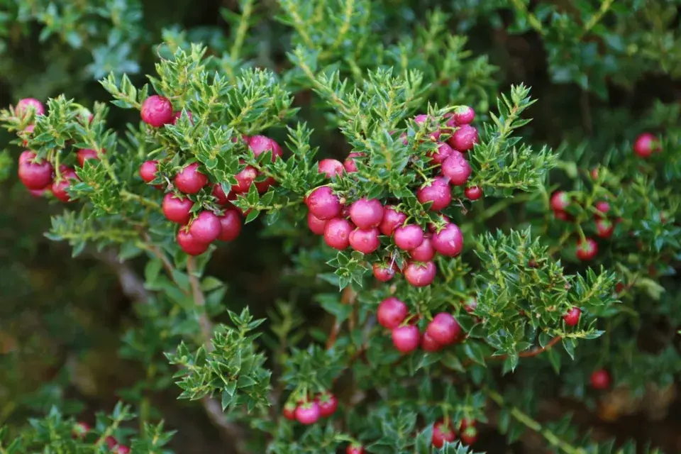 Libavka hrotitá (Gaultheria mucronata)