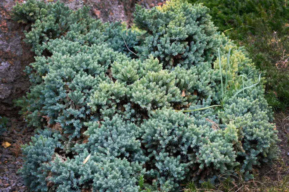 Juniperus squamata 'Blue Star'