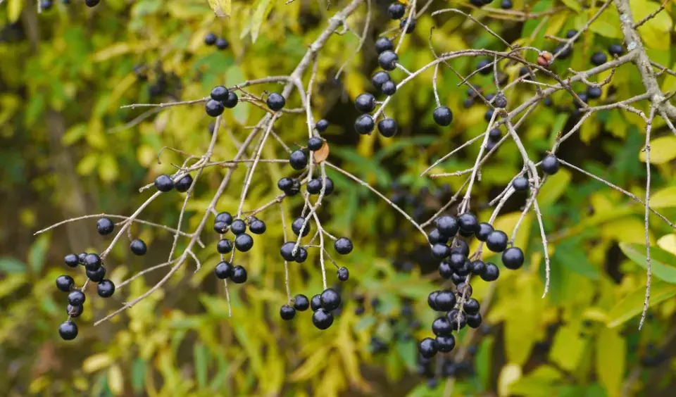 Ptačí zob obecný (Ligustrum vulgare)
