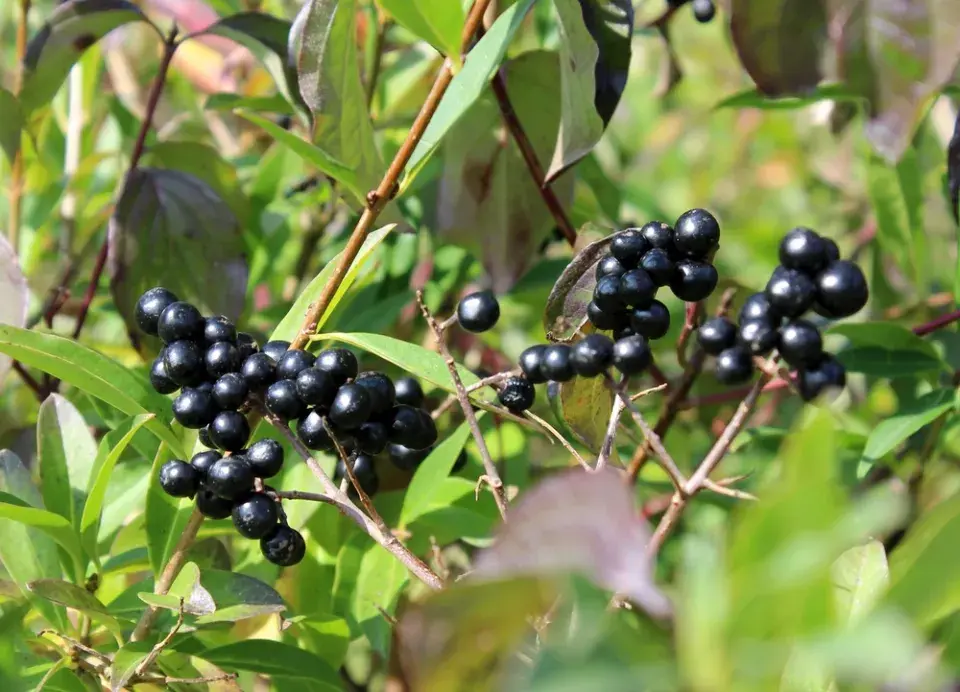 Ptačí zob obecný (Ligustrum vulgare)