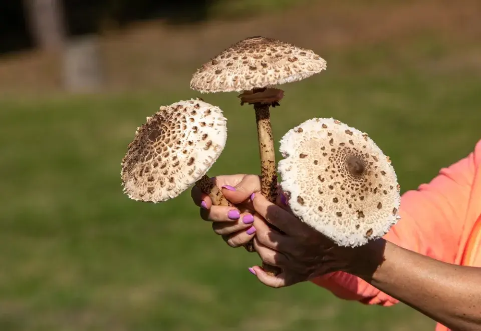 bedla vysoká (Macrolepiota procera)
