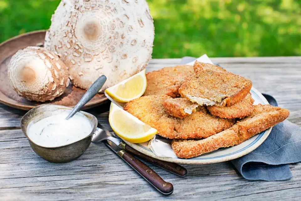 bedla vysoká (Macrolepiota procera)