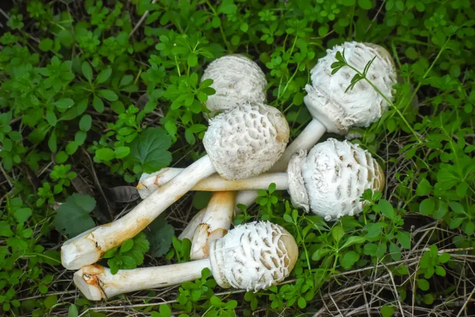 bedla vysoká (Macrolepiota procera)