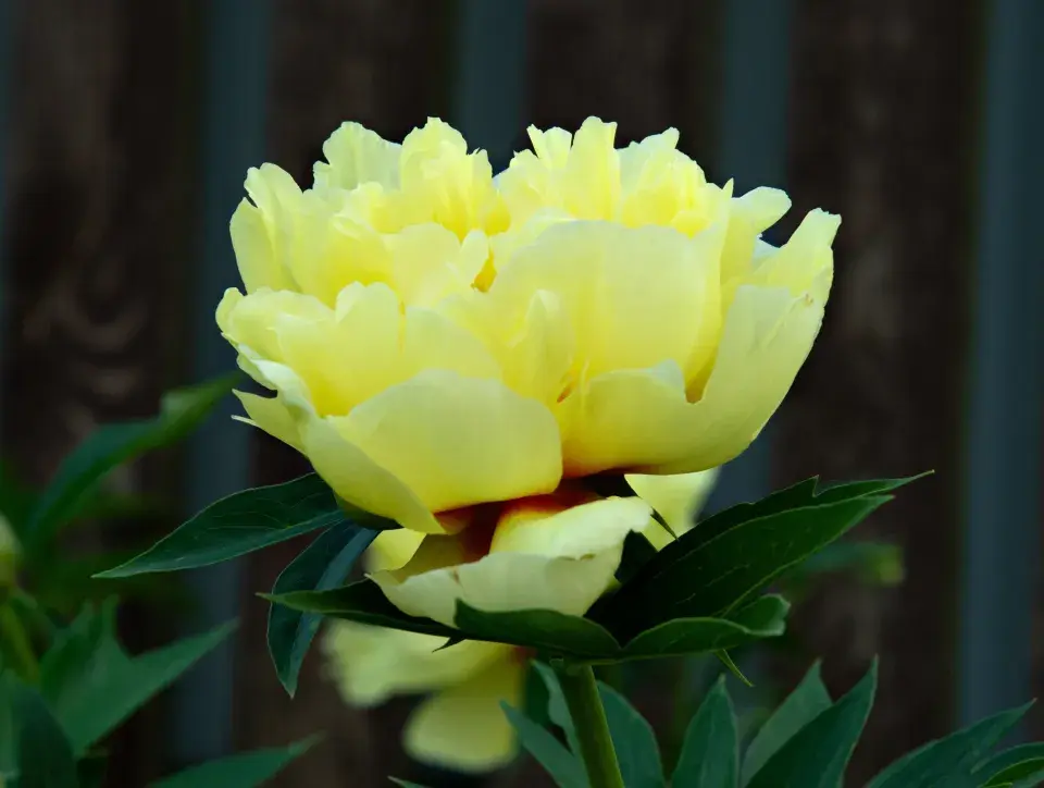 pivoňka lékařská