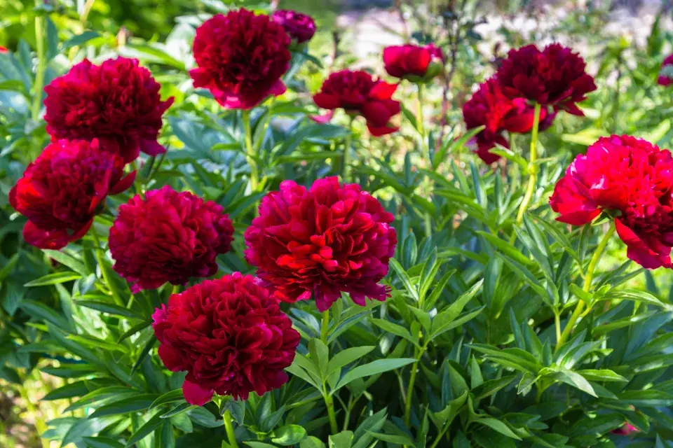 pivoňka lékařská