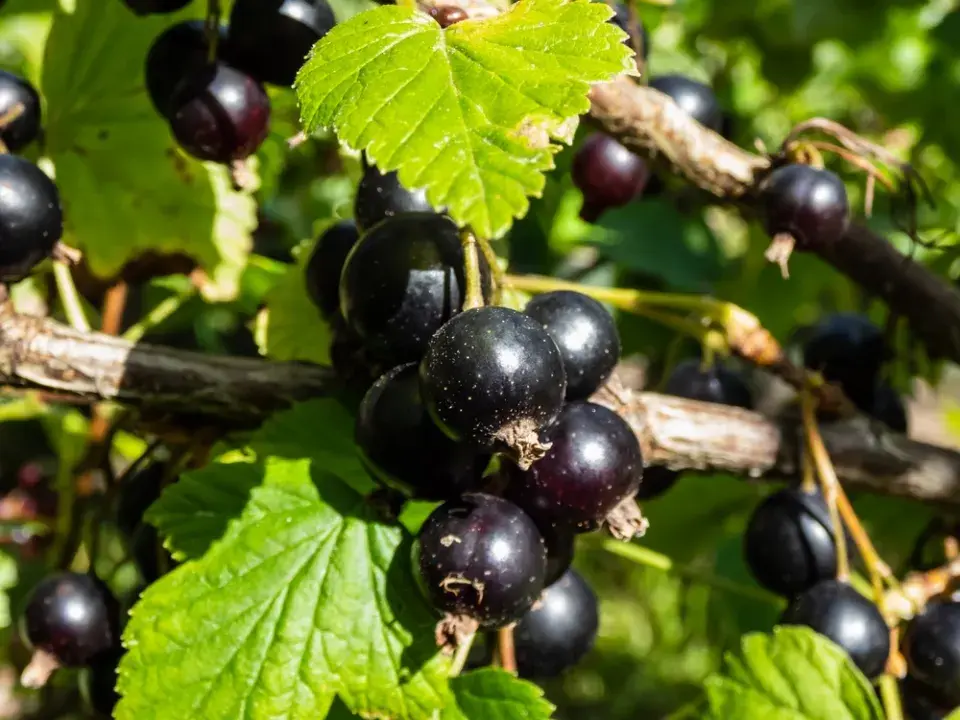 Meruzalka černá (Ribes nigrum)