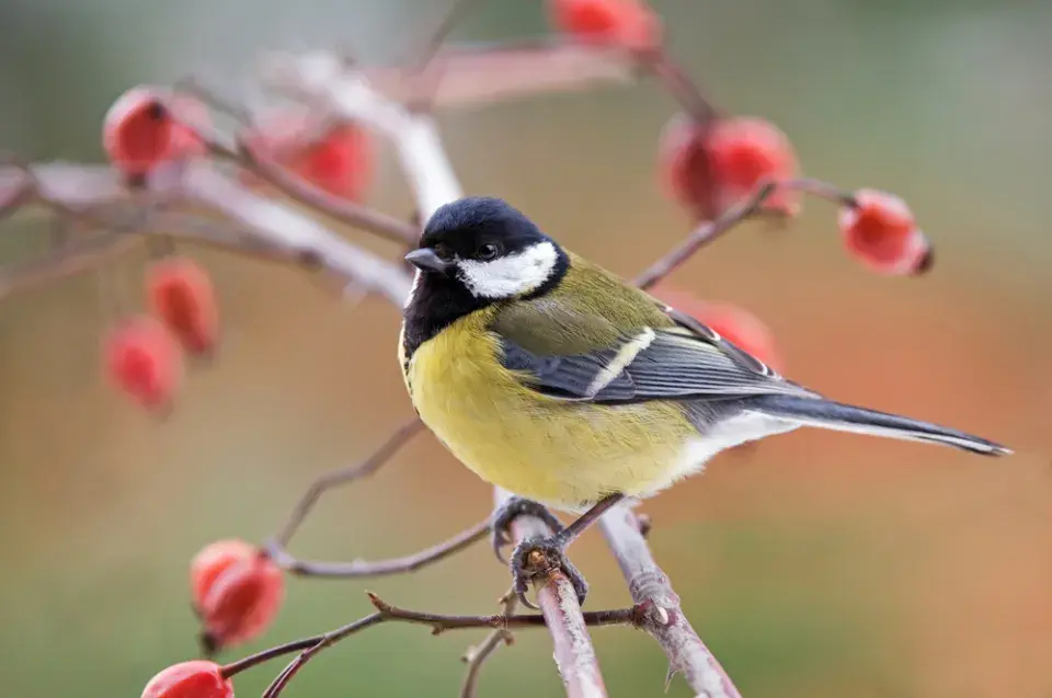 Růže šípková (Rosa canina)