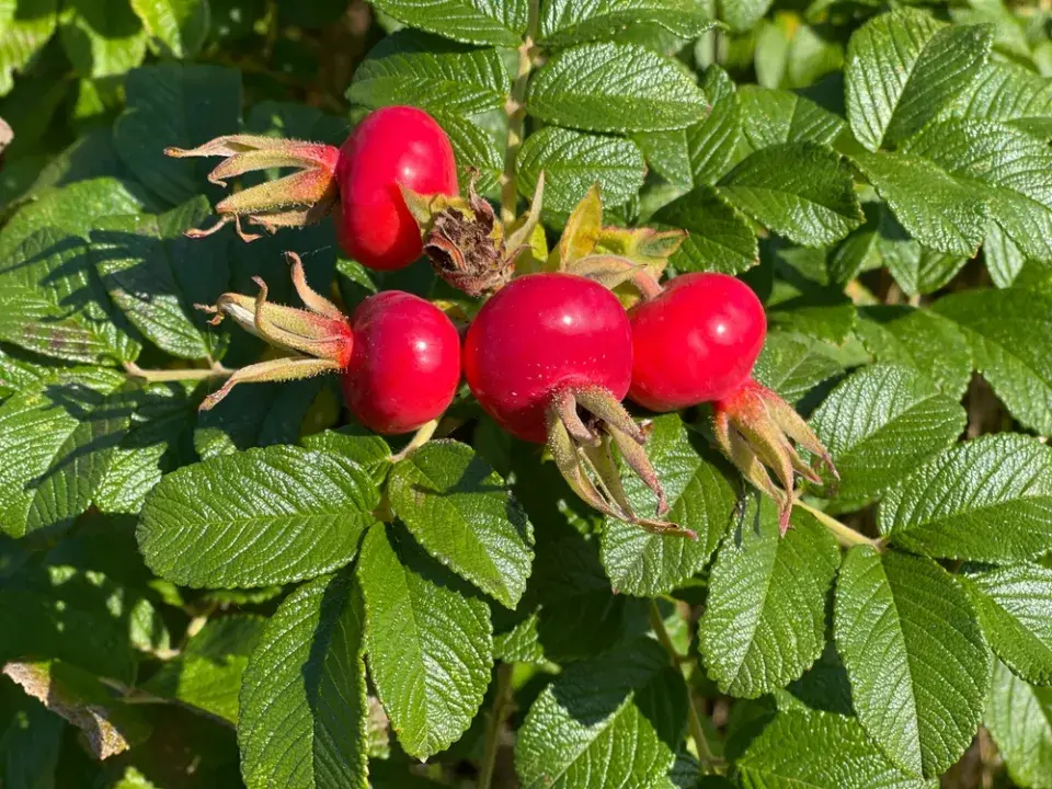 Růže svraskalá (Rosa rugosa)
