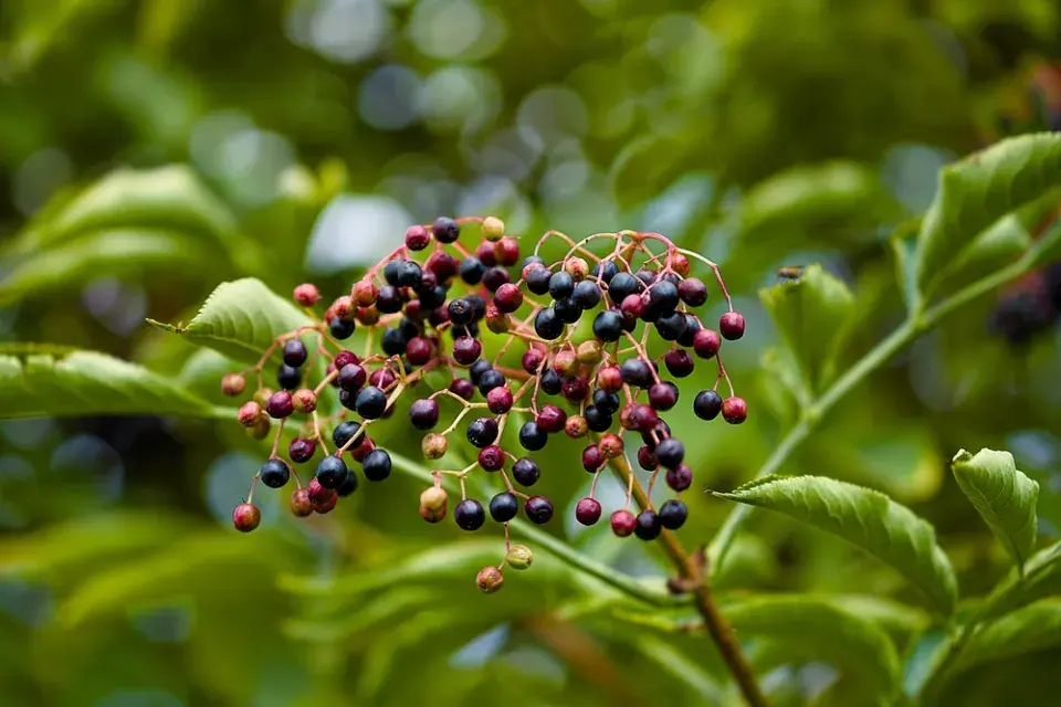 Bez černý (Sambucus nigra)