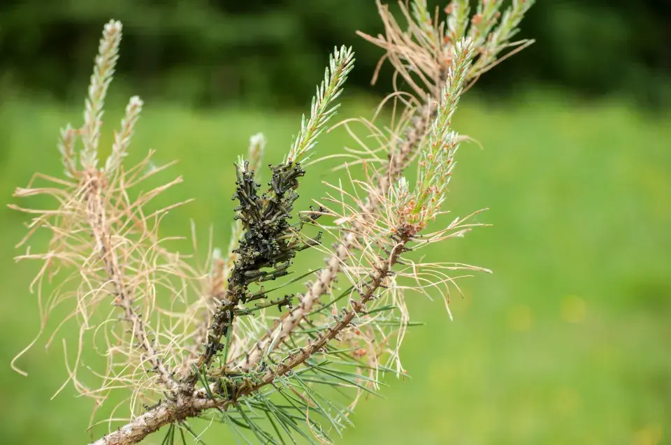 housenice hřebenule na borovici