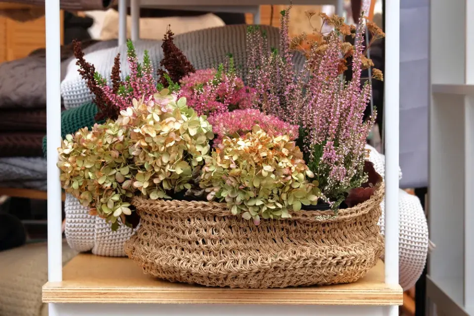 Vřesy v podzimních truhlících a dekoracích.