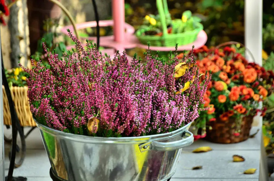 Vřesy v podzimních truhlících a dekoracích.