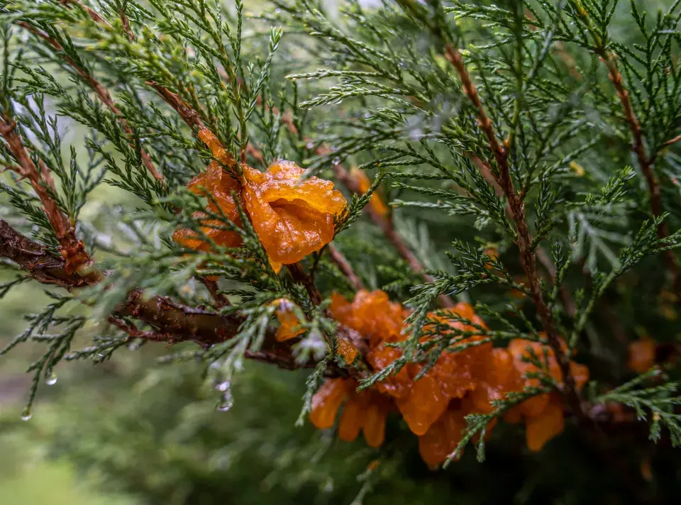 rez hrušňová na jalovci