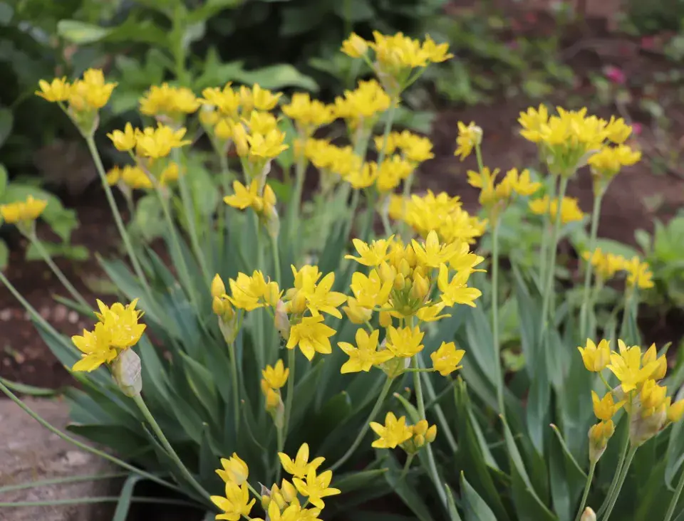 Žlutý česnek (Allium moly)